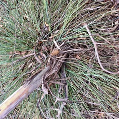 Lomandra leucocephala