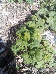 Leonurus quinquelobatus