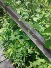 Perideridia americana