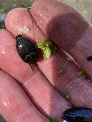 Acilius abbreviatus
