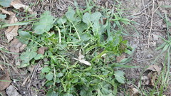 Barbarea vulgaris