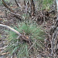 Lomandra leucocephala