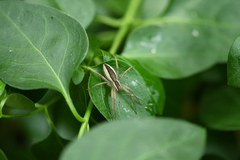 Dolomedes chinesus