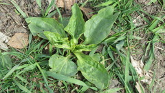 Plantago major