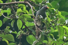 Ptilinopus jambu
