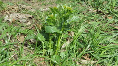 Barbarea vulgaris