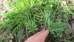 Linaria vulgaris