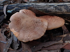 Tricholoma austrocolossus