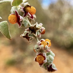 Chenopodium curvispicatum