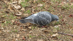Columba livia domestica