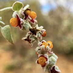 Chenopodium curvispicatum