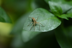 Dolomedes saganus