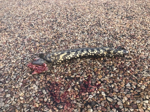 Shingleback