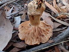 Tricholoma austrocolossus