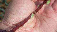 Cornus alba