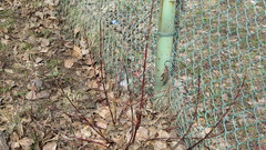 Cornus alba