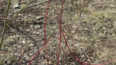 Cornus alba