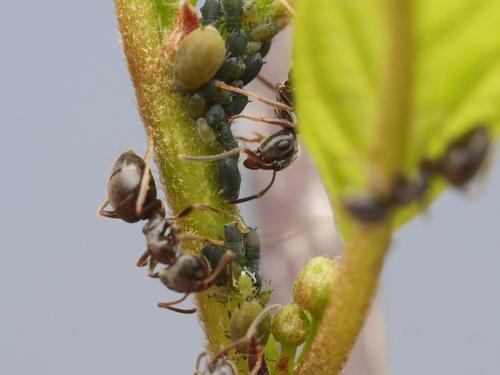 Aphis frangulae