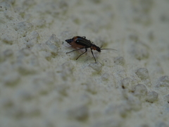 Axinotarsus pulicarius