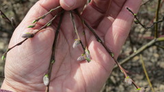Salix