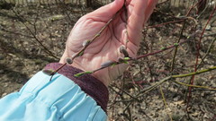 Salix