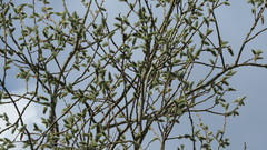 Salix caprea