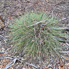 Lomandra leucocephala