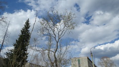 Salix caprea