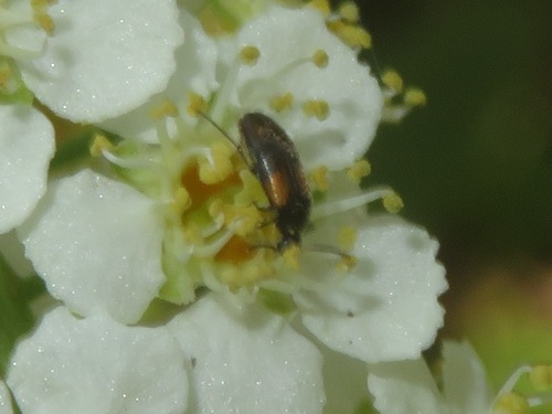 Anaspis fasciata, Wassenaar, Nederland, photo 6 of 10