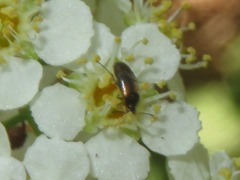Anaspis fasciata