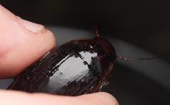 Dytiscus dimidiatus