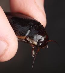 Dytiscus dimidiatus
