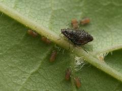 Periphyllus testudinaceus