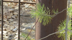 Pinus sylvestris