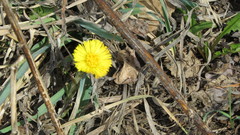 Tussilago farfara