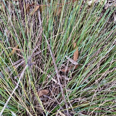 Lomandra leucocephala