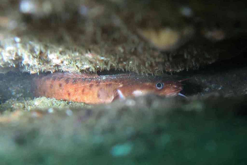 Three-Bearded Rockling