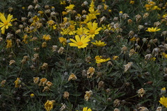 Euryops pectinatus
