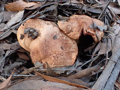 Tricholoma austrocolossus