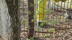 Pinus sylvestris