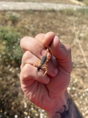 Olivierus caucasicus