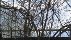 Parus major