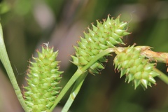 Carex extensa
