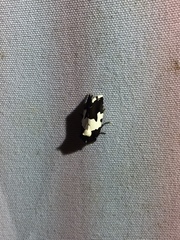 Bryolymnia marginata