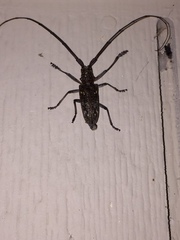 Monochamus carolinensis