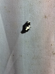 Bryolymnia marginata
