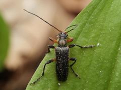 Cortodera femorata