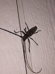 Monochamus carolinensis