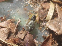 Heliophanus flavipes