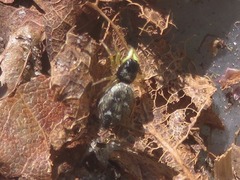 Heliophanus flavipes